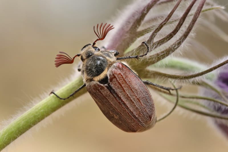 Il problema dei coleotteri nei giardini e nei tappeti erbosi: Popillia japonica, Anomala vitis e maggiolino
