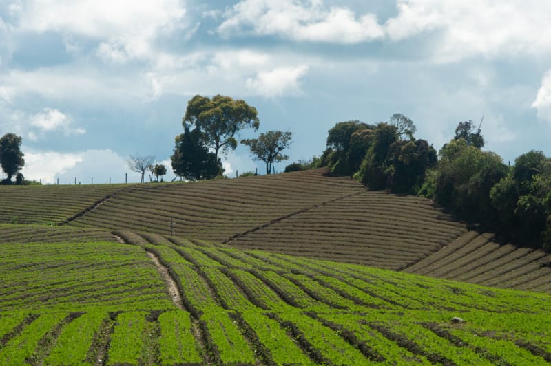 Il caolino in agricoltura: come prevenire le scottature di foglie e frutti e migliorare il benessere della pianta