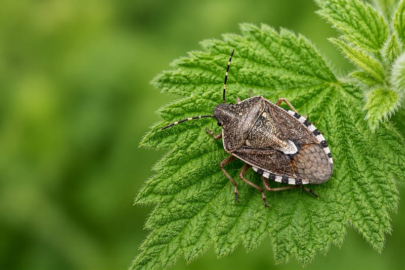La cimice asiatica: danni su ortaggi e frutteti e strategie di controllo