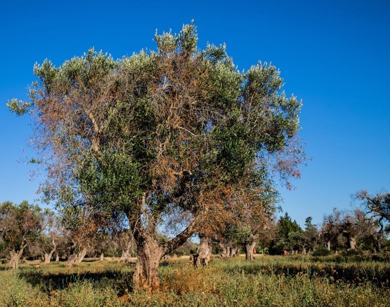 Xylella fastidiosa nell’olivo: perché il controllo del vettore resta fondamentale e quale ruolo può avere l’endoterapia